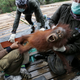 Conservationists from Borneo Orangutan Survival Foundation hold a baby orangutan rescued along with its mother during a rescue and release operation for orangutans trapped in a swath of jungle destroyed by forest fires in Sungai Mangkutub, Central Kalimantan, Indonesia.